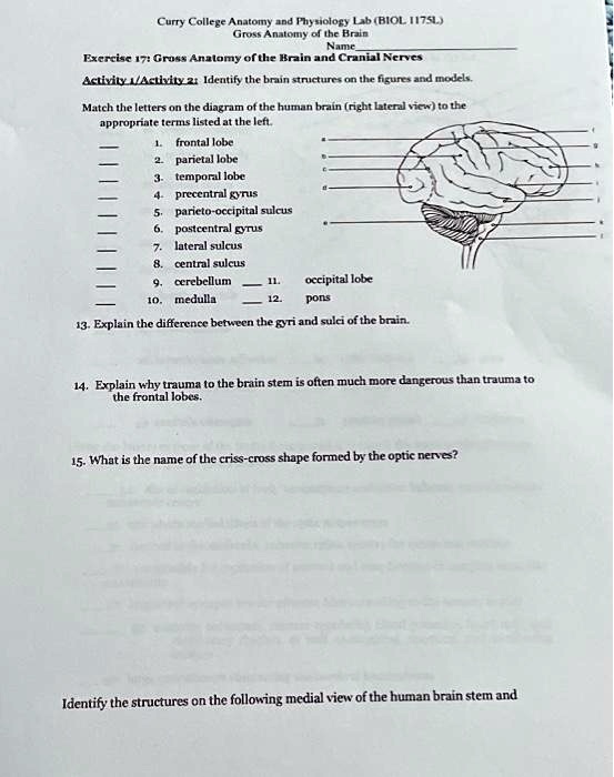 Solved Curry College Anatomy And Physiology Lab Biol 1175l Gross Anatomy Of The Brain Name Solved Curry College Anatomy And Physiology Lab Biol 1175l Gross Anatomy Of The Brain Name
