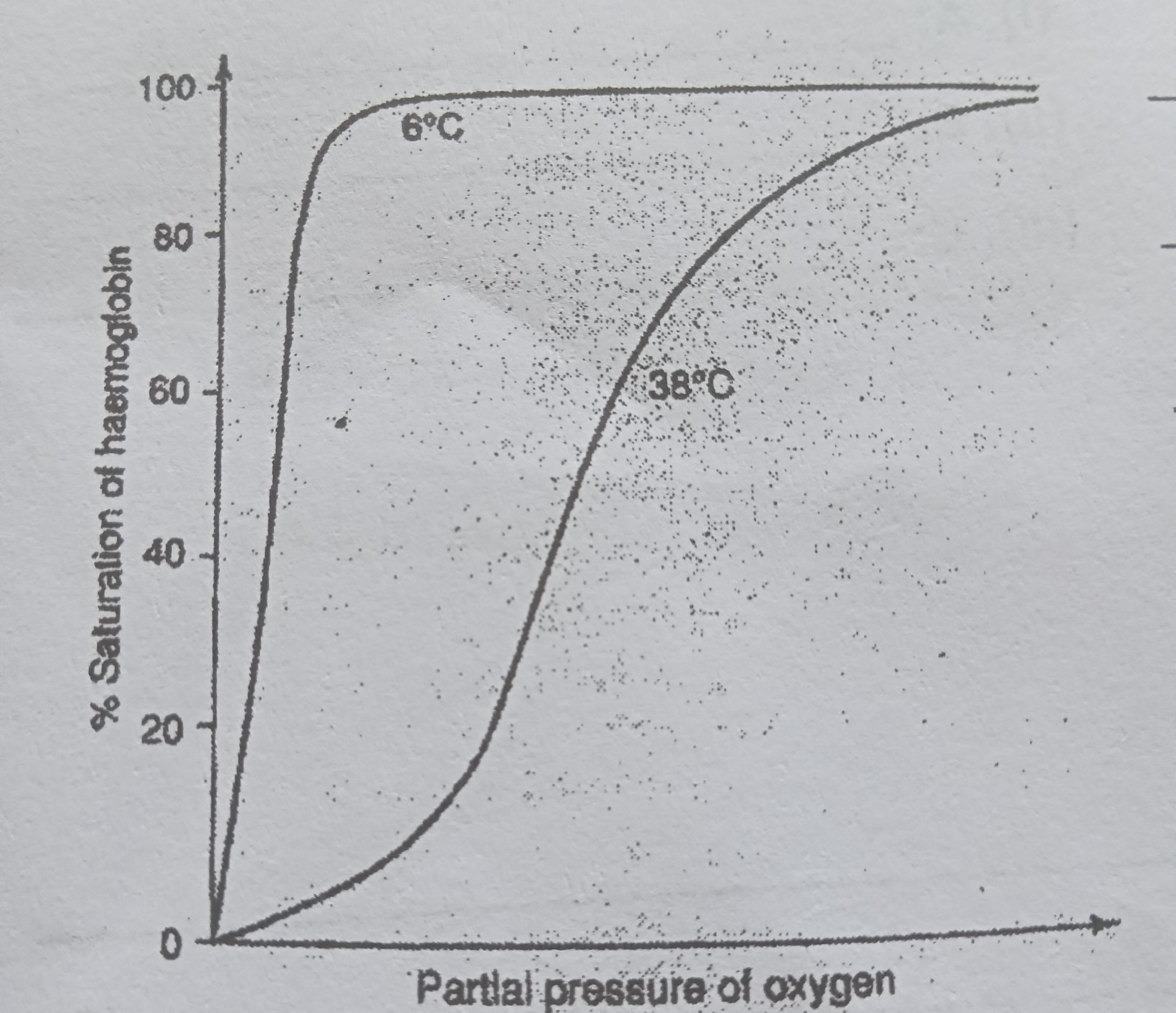 during hibernation,the oxygen dissolation curve of the squirrel shifts ...