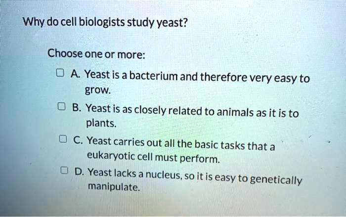 SOLVED: Why Do Cell Biologists Study Yeast? Choose One Or More: Yeast ...