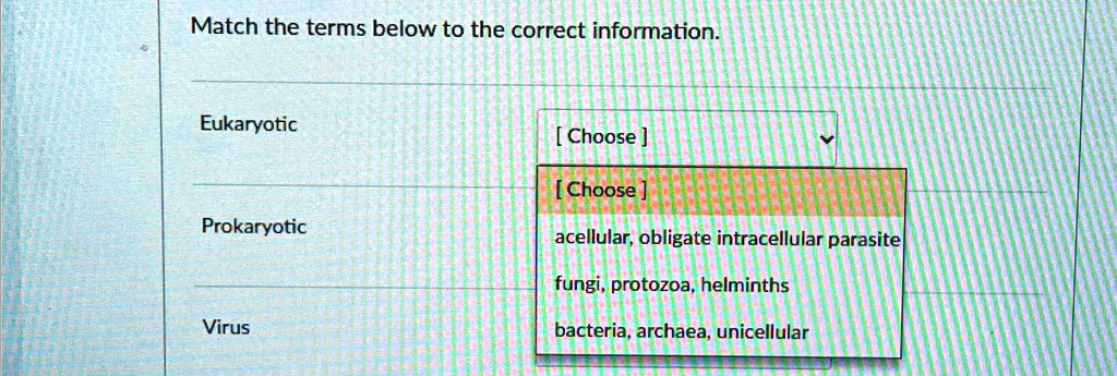 SOLVED: Match The Terms Below To The Correct Information. Eukaryotic ...