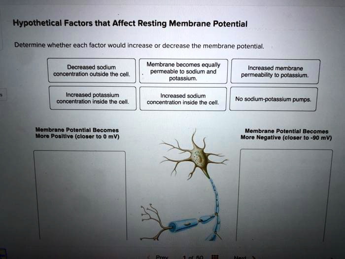 Hypothetical Factors that Affect Resting Membrane Potential
Determine whether each factor would increase or decrease the membrane potential.
Decreased sodium
concentration outside the cell.
Increased potassium
concentration inside the cell.
Membrane becomes equally
permeable to sodium and
potassium.
Increased sodium
concentration inside the cell.
Increased membrane
permeability to potassium.
No sodium-potassium pumps.
Membrane Potential Becomes
More Positive (closer to 0 mV)
Membrane Potential Becomes
More Negative (closer to -90 mV)