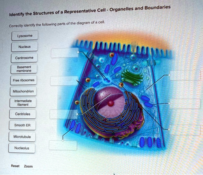 SOLVED: Representative Cell Organelles and Boundaries Identify the ...