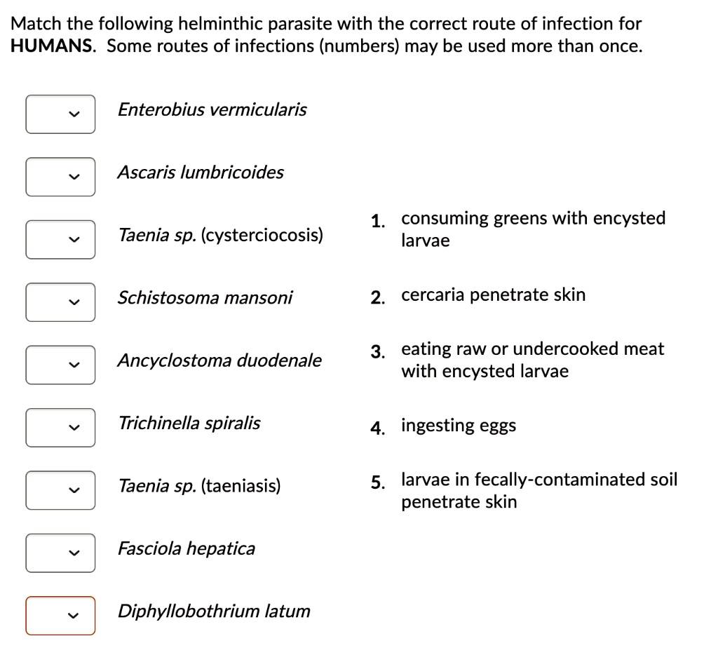 Match the following helminthic parasite with the correct route of infection for HUMANS. Some routes of infections (numbers) may be used more than once.

Enterobius vermicularis
Ascaris lumbricoides
Taenia sp. (cysterciocosis)
Schistosoma mansoni
Ancyclostoma duodenale
Trichinella spiralis
Taenia sp. (taeniasis)
Fasciola hepatica
Diphyllobothrium latum

1. consuming greens with encysted larvae
2. cercaria penetrate skin
3. eating raw or undercooked meat with encysted larvae
4. ingesting eggs
5. larvae in fecally-contaminated soil penetrate skin