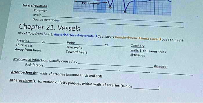 Solved: Fetal Circulation: Foramen Ovale, Ductus Arteriosus: Chapter 21 