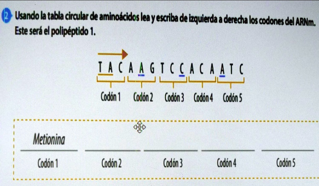 SOLVED: Usando la tabla circular de aminoácidos lea y escriba de ...