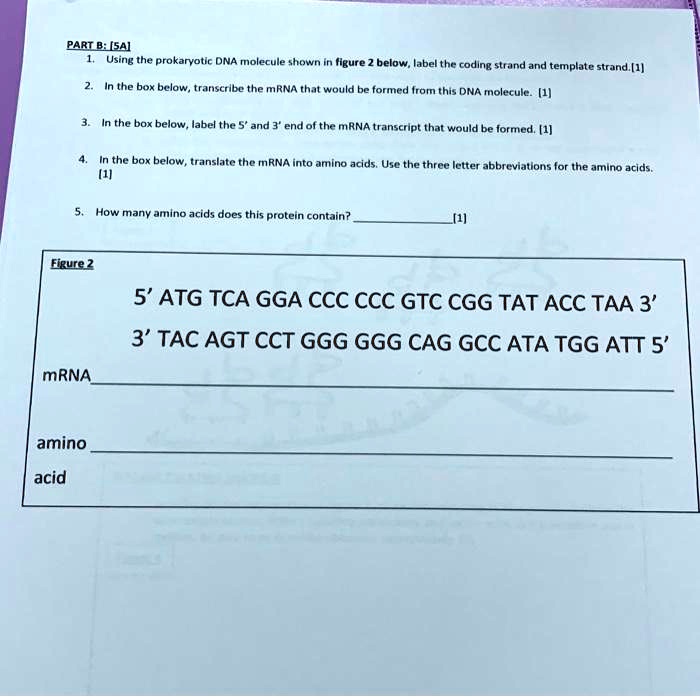 SOLVED PART B Using the prokaryotic DNA molecule shown in Figure 2