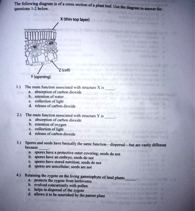SOLVED The following diagram is of cross section of a plant leaf Use