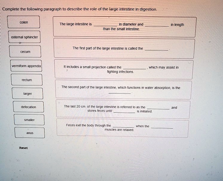 Complete the following paragraph to describe the role of the large intestine in digestion.

colon

external sphincter

cecum

vermiform appendix

rectum

larger

defecation

smaller

anus

The large intestine is  in diameter and  in length than the small intestine.

The first part of the large intestine is called the .

It includes a small projection called the , which may assist in fighting infections.

The second part of the large intestine, which functions in water absorption, is the .

The last 20 cm. of the large intestine is referred to as the  and stores feces until  is initiated.

Feces exit the body through the  when the  muscles are relaxed.
