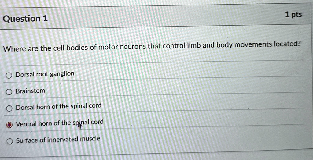 Question 1 1 pts Where are the cell bodies of motor neurons that ...