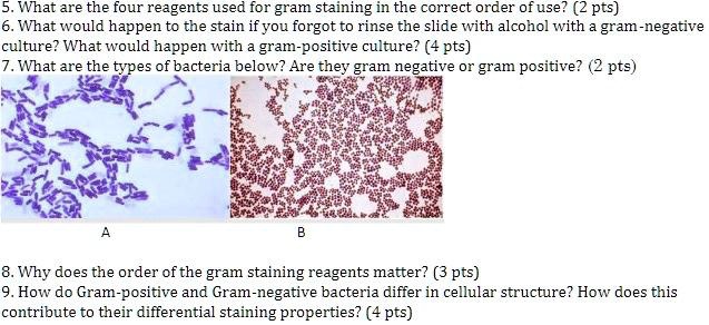 SOLVED: What Are The Four Reagents Used For Gram Staining In The ...