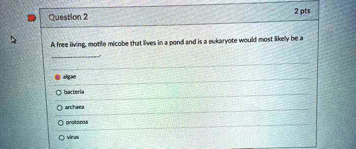 A free living, motile micobe that lives in a pond and is a eukaryote would most likely be a
algae
bacteria
archaea
protozoa
virus
