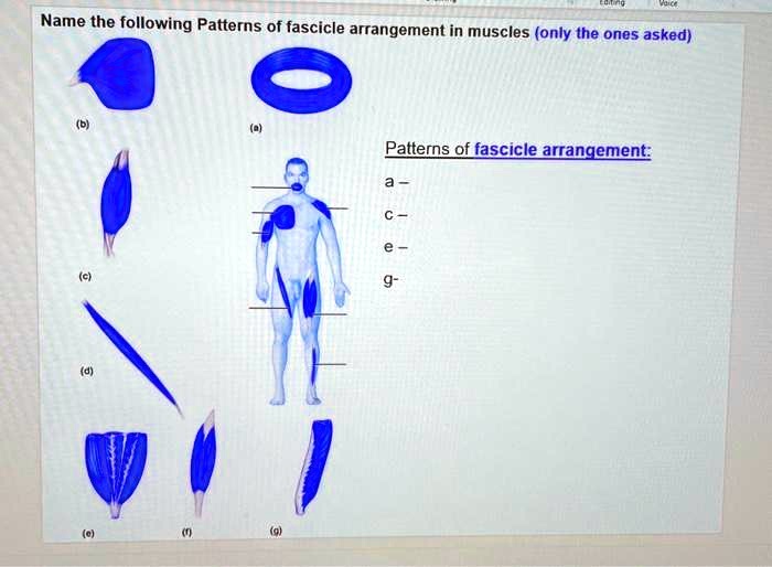 SOLVED Name the following Patterns of fascicle arrangement in