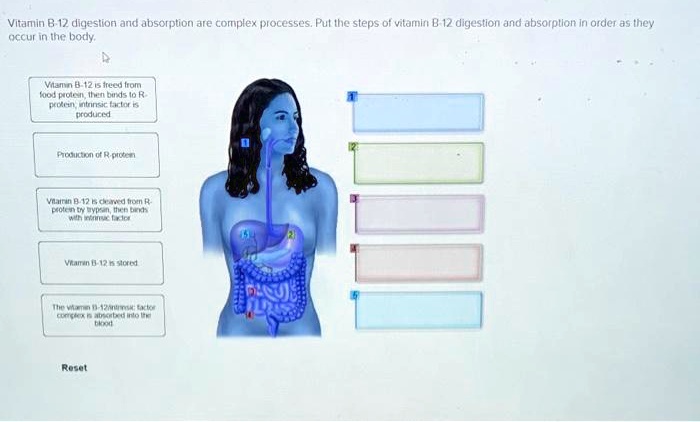 Both Digestion And Absorption Happens In Which Of The Following SOLVED: Vitamin B-12 digestion and absorption are complex processes