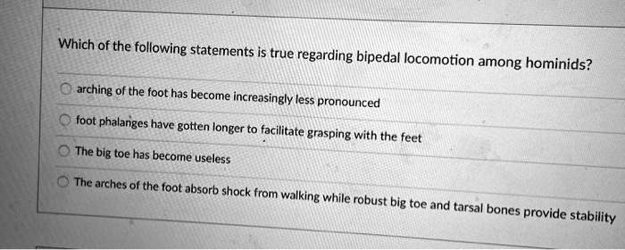 Which of the following statements is true regarding bipedal locomotion among hominids?

arching of the foot has become increasingly less pronounced

foot phalanges have gotten longer to facilitate grasping with the feet

The big toe has become useless

The arches of the foot absorb shock from walking while robust big toe and tarsal bones provide stability