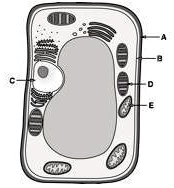 SOLVED: 'PLEASEEE HELP TEST GRADE The diagram shows a plant cell. Drag ...