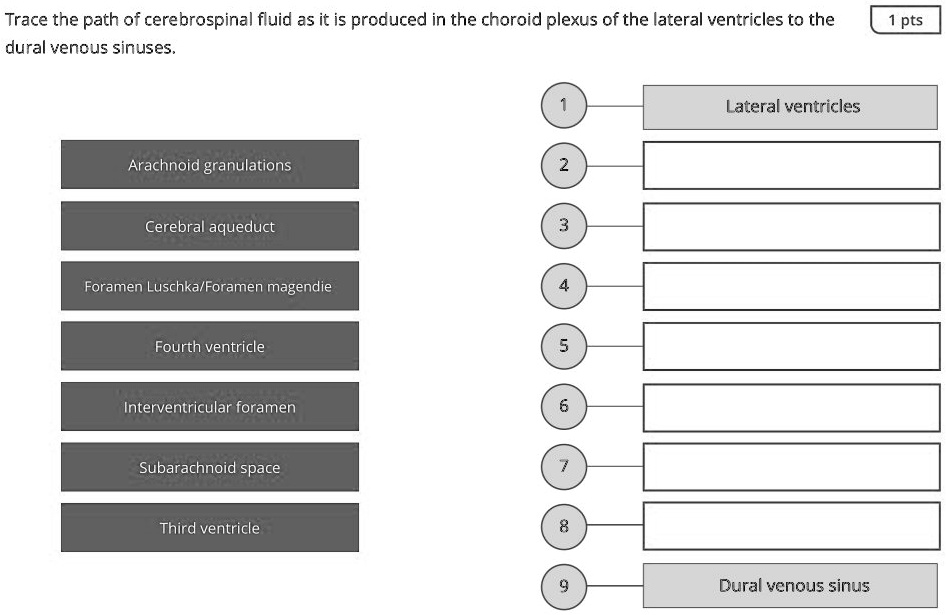 Trace the path of cerebrospinal fluid as it is produced in the choroid ...