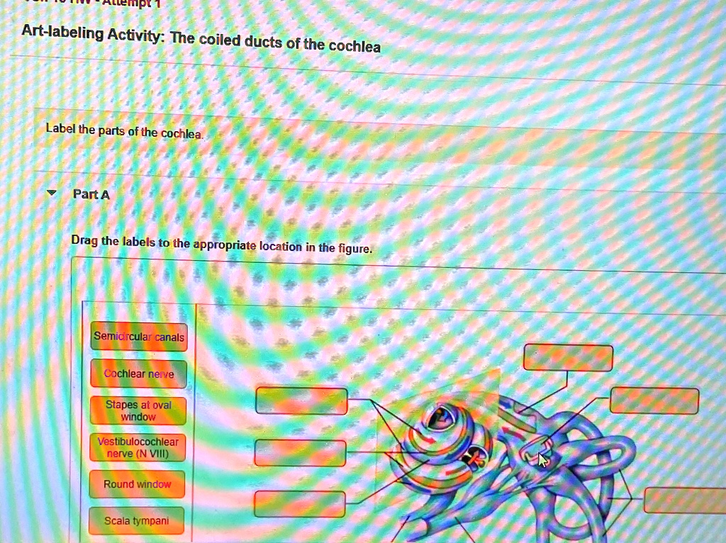 SOLVED Artlabeling Activity The coiled ducts of the cochlea Label