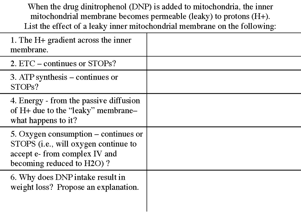 When the drug dinitrophenol (DNP) is added to mitochondria, the inner mitochondrial membrane becomes permeable (leaky) to protons (H+). List the effect of a leaky inner mitochondrial membrane on the following:
1. The H+ gradient across the inner membrane.
2. ETC – continues or STOPS?
3. ATP synthesis – continues or STOPS?
4. Energy – from the passive diffusion of H+ due to the "leaky" membrane– what happens to it?
5. Oxygen consumption – continues or STOPS (i.e., will oxygen continue to accept e- from complex IV and becoming reduced to H2O) ?
6. Why does DNP intake result in weight loss? Propose an explanation.
