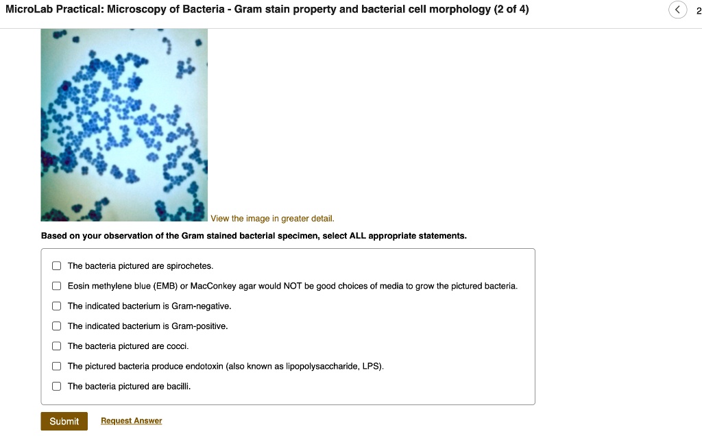 MicroLab Practical Microscopy of Bacteria Gram stain property and