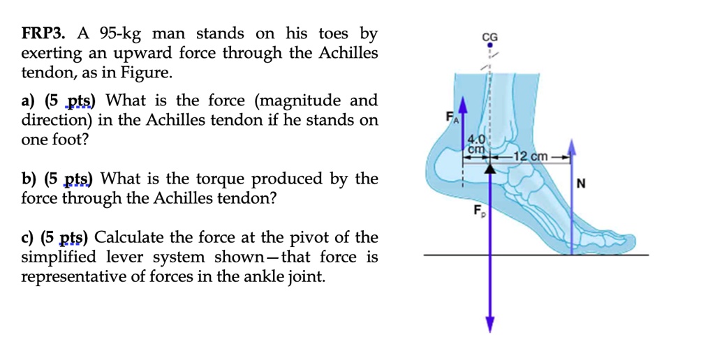 SOLVED: FRP3 A 95-kg man stands on his toes by exerting an upward force ...