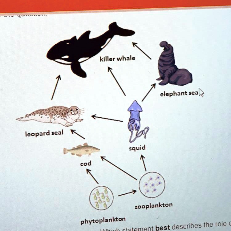 SOLVED: The diagram represents a food web in a marine ecosystem. Which ...