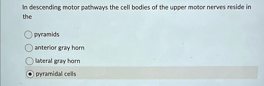 In descending motor pathways the cell bodies of the upper motor nerves ...