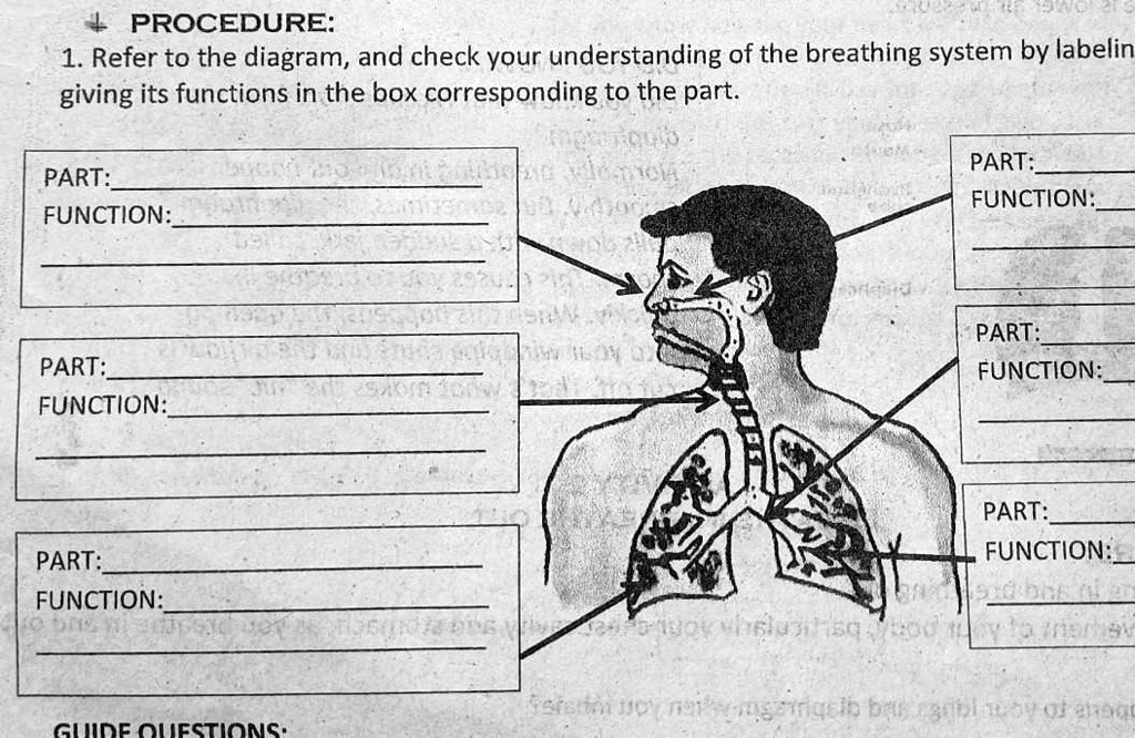 SOLVED: 12 ACTIVITY 1: PARTS OF THE RESPIRATORY SYSTEM PROCEDURE: 1 ...