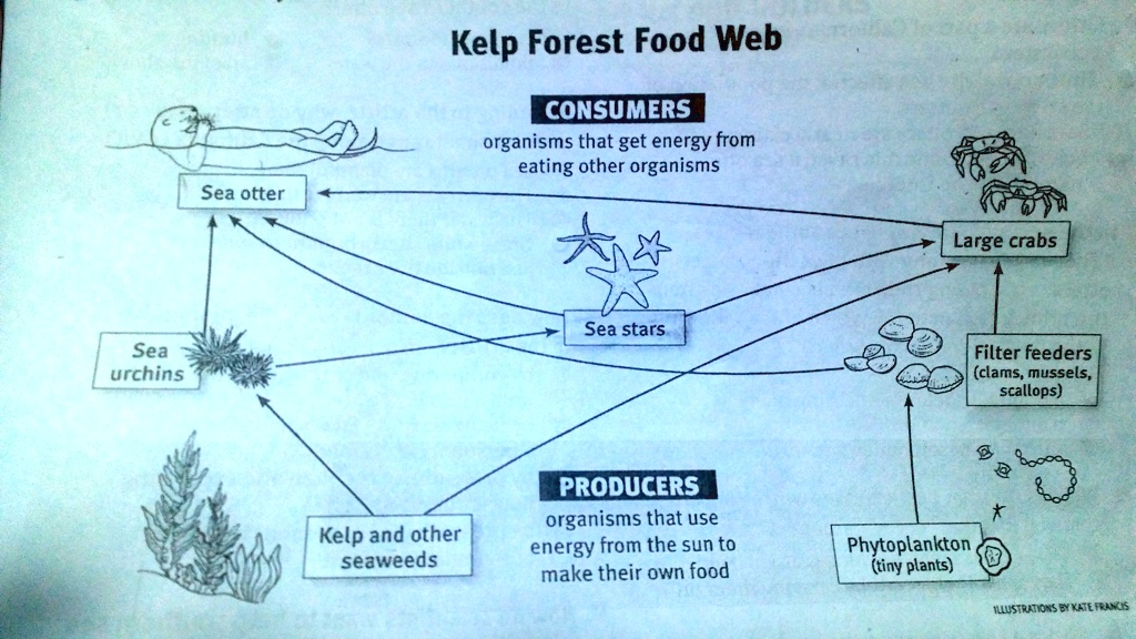 kelp forest food web