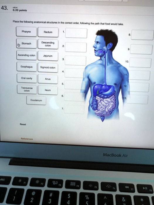 Place the following anatomical structures in the correct order, following the path that food would take.
Pharynx
Rectum
Stomach
Descending colon
Ascending colon
Jejunum
Esophagus
Sigmoid colon
Oral cavity
Anus
Transverse colon
Ileum
Duodenum