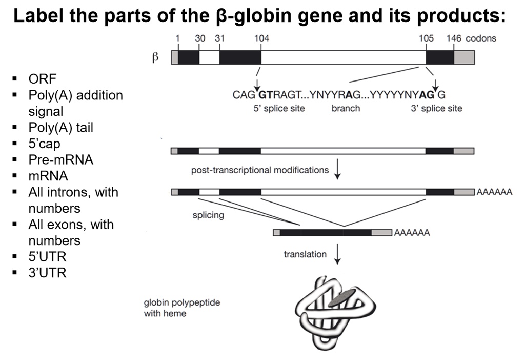 SOLVED: Label The Parts Of The B-globin Gene And Its Products: 30 31 ...