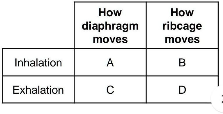 SOLVED: 'The table below summaries how the diaphragm and ribcage moves ...