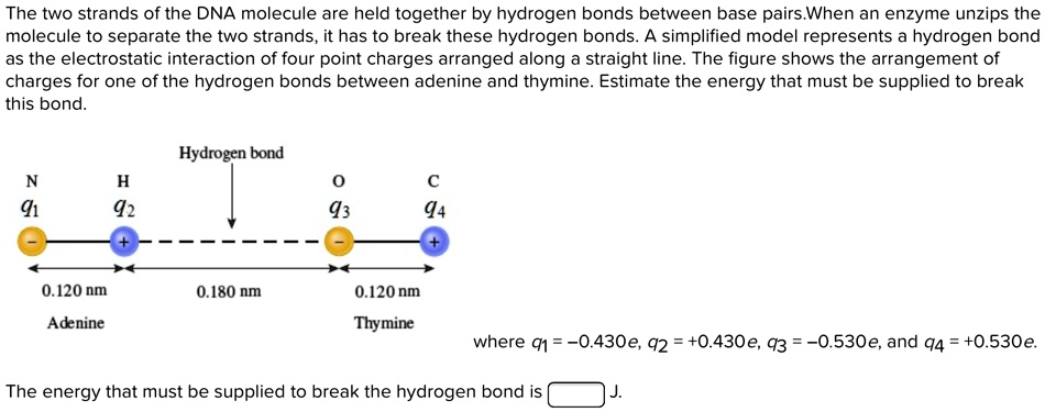 The two strands of the DNA molecule are held together by hydrogen bonds between base pairs. When an enzyme unzips the molecule to separate the two strands, it has to break these hydrogen bonds. A simplified model represents a hydrogen bond as the electrostatic interaction of four point charges arranged along a straight line. The figure shows the arrangement of charges for one of the hydrogen bonds between adenine and thymine. Estimate the energy that must be supplied to break this bond.
Hydrogen bond
N q1, H q2, O q3, C q4
0.120 nm, 0.180 nm, 0.120 nm
Adenine, Thymine
where q1 = -0.430e, q2 = +0.430e, q3 = -0.530e, and q4 = +0.530e.
The energy that must be supplied to break the hydrogen bond is J.