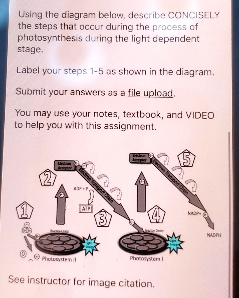 using the diagram below describe concisely the steps that occur during ...