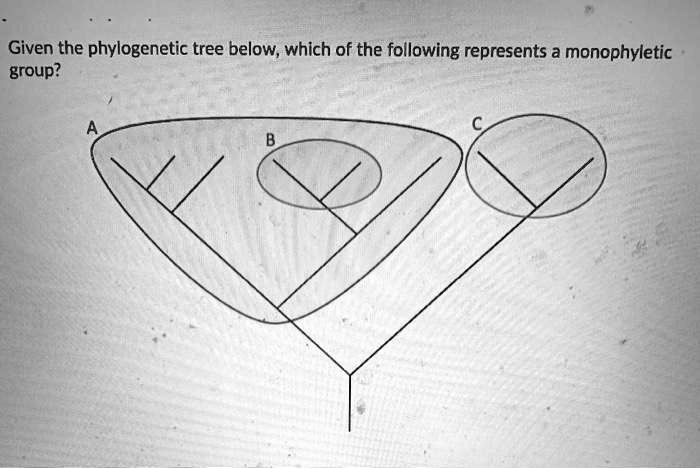 Given the phylogenetic tree below, which of the following represents a monophyletic
group?
A
B
C