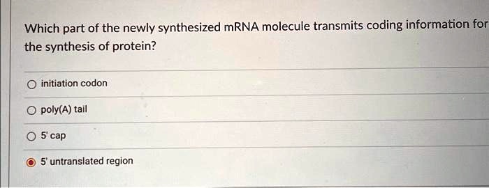 Which part of the newly synthesized mRNA molecule transmits coding information for
the synthesis of protein?
? initiation codon
? poly(A) tail
? 5' cap
? 5' untranslated region