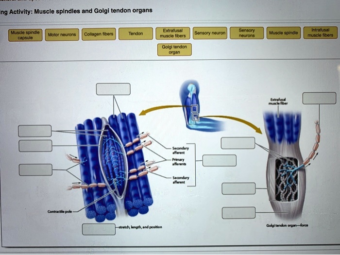 SOLVED: Muscle Spindles and Golgi Tendon Organs Muscle spindle capsule ...