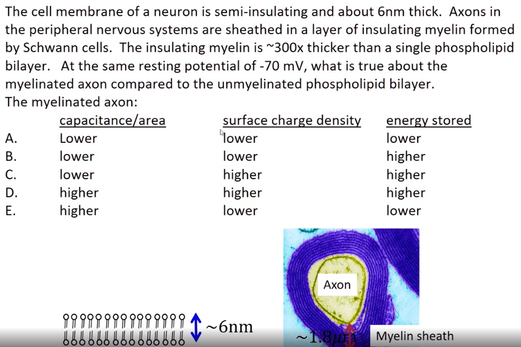 The cell membrane of a neuron is semi-insulating and about 6nm thick. Axons in
the peripheral nervous systems are sheathed in a layer of insulating myelin formed
by Schwann cells. The insulating myelin is  300x thicker than a single phospholipid
bilayer. At the same resting potential of -70 mV, what is true about the
myelinated axon compared to the unmyelinated phospholipid bilayer.
The myelinated axon:
capacitance/area surface charge density energy stored
A. Lower lower lower
B. lower lower higher
C. lower higher higher
D. higher higher higher
E. higher lower lower