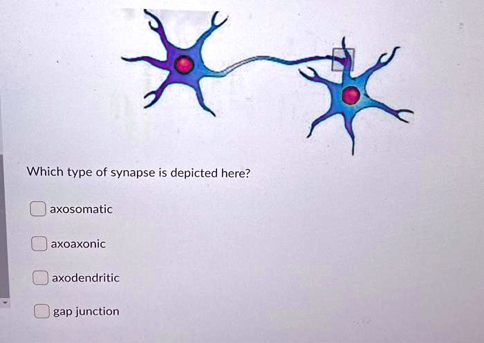 SOLVED: Which type of synapse is depicted here? axosomatic axoaxonic ...