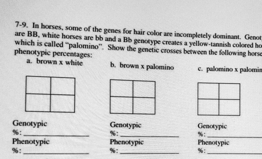 SOLVED 79. In horses. some of the are BB. white genes for hair color