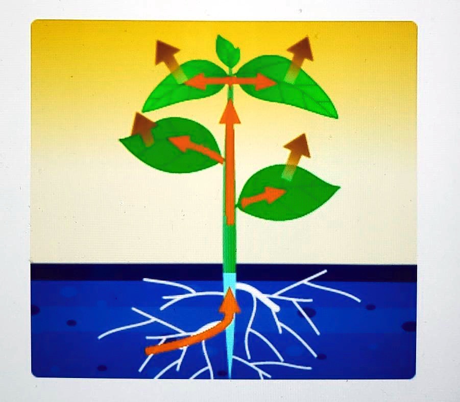 SOLVED The Diagram Shows The Movement Of Water Through A Plant Which solved-the-diagram-shows-the-movement-of-water-through-a-plant-which