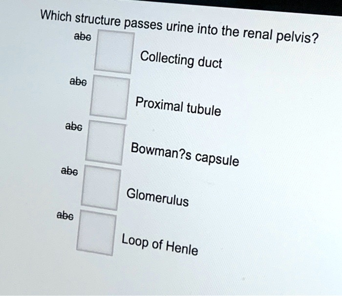 SOLVED: Which structure passes urine abe into the renal pelvis ...