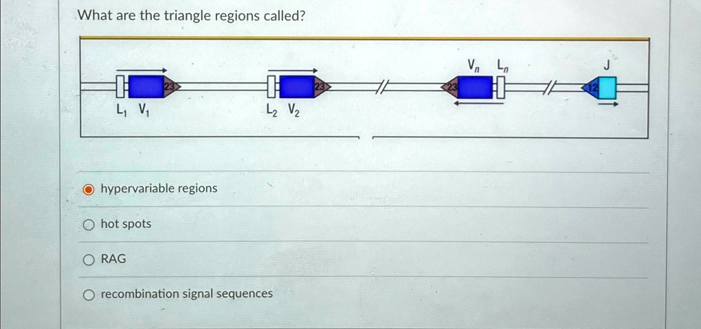 Hypervariable Groove what are the triangle regions called hypervariable regions hot spots ...