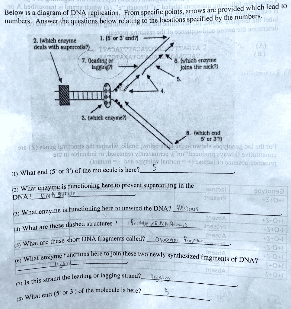Dna Replication Past Paper Questions