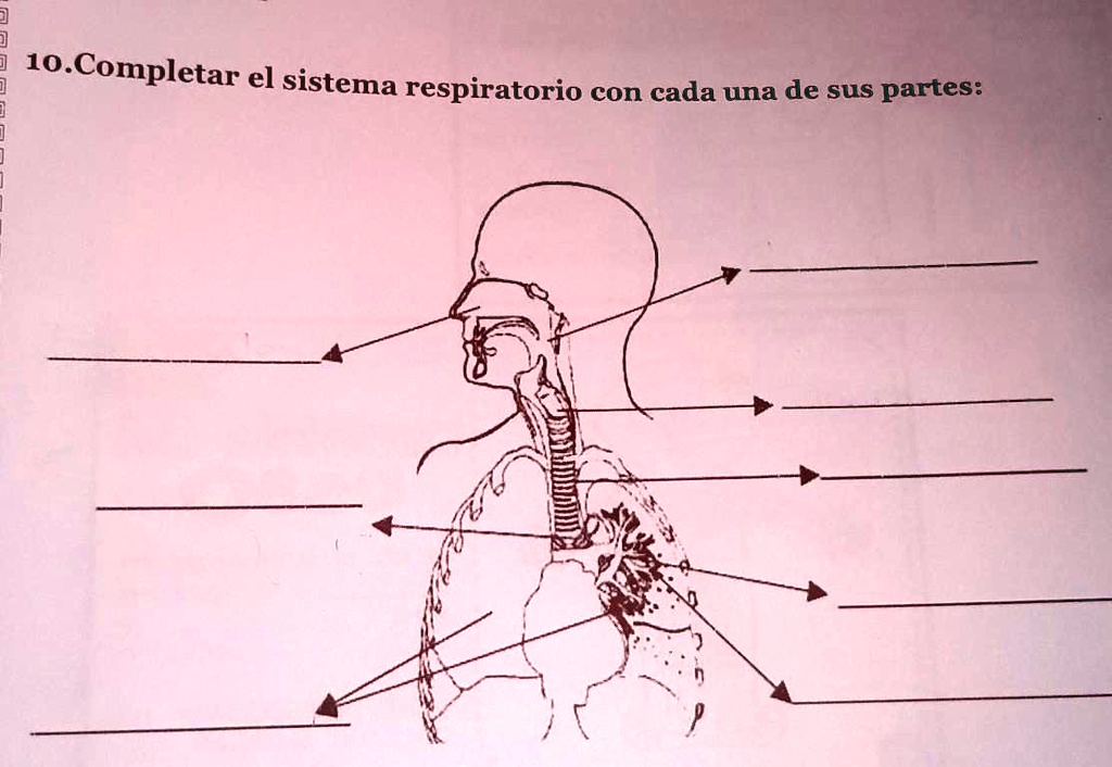 SOLVED: 10.Completar el sistema respiratorio con cada una de sus partes ...