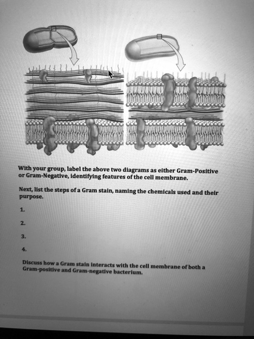 With your group, label the above two diagrams as either Gram-Positive or Gram-Negative, identifying features of the cell membrane.

Next, list the steps of a Gram stain, naming the chemicals used and their purpose.

1.

2.

3.

4.

Discuss how a Gram stain interacts with the cell membrane of both a Gram-positive and Gram-negative bacterium.