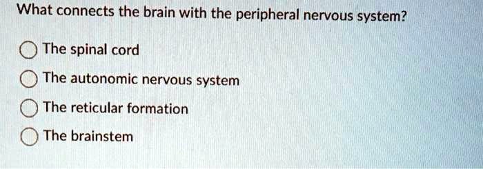 SOLVED: What connects the brain with the peripheral nervous system? The ...