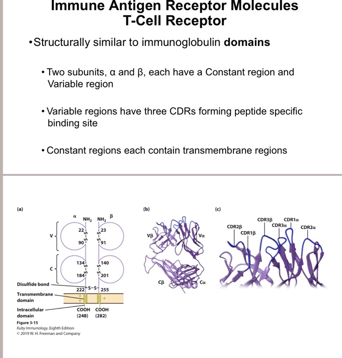 Cd R Region Protein SOLVED: Immune Antigen Receptor Molecules T-Cell Receptor Structurally ...