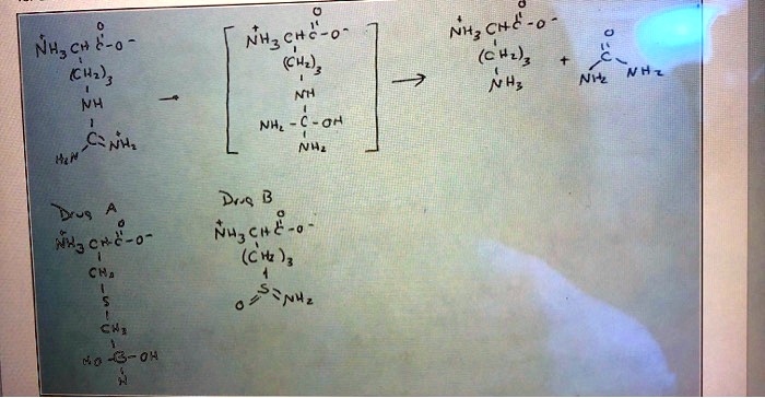 NH3 CH C-O (CH2)3 NH C=NH2 NH2 NH3 CH C-O (CH2)3 NH NH2-C-OH NH2 NH3 CH C-O (CH2)3 NH3 + O=C NH2 NH2 Drug A NH3 CH C-O CH2 S CH3 Drug B NH3 CH C-O (CH2)3 S=O NH2