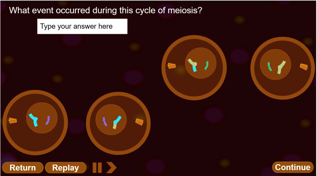 What Event Occurred During This Cycle Of Meiosis