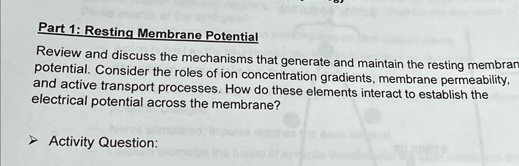 Part 1: Resting Membrane Potential
Review and discuss the mechanisms that generate and maintain the resting membrane potential. Consider the roles of ion concentration gradients, membrane permeability, and active transport processes. How do these elements interact to establish the electrical potential across the membrane?
Activity Question: